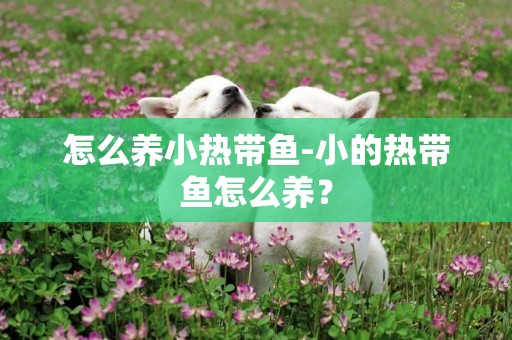怎么養小熱帶魚-小的熱帶魚怎么養？
