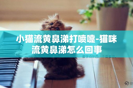 小貓流黃鼻涕打噴嚏-貓咪流黃鼻涕怎么回事