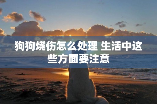 狗狗燒傷怎么處理 生活中這些方面要注意