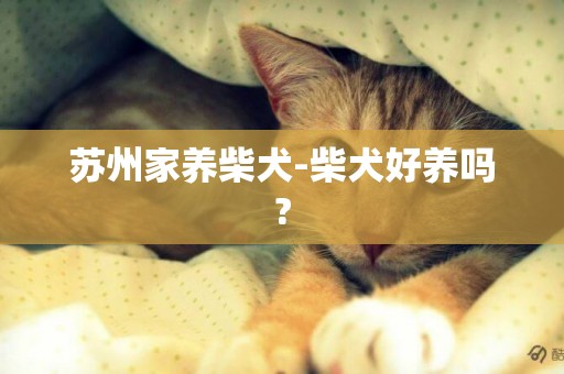 蘇州家養柴犬-柴犬好養嗎?