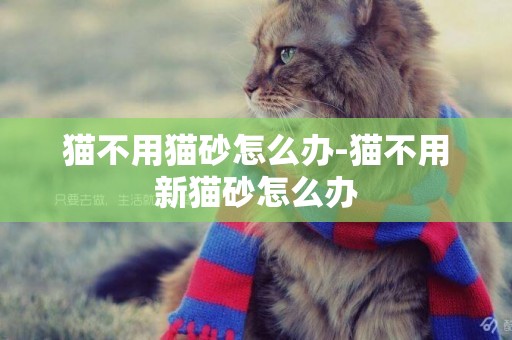貓不用貓砂怎么辦-貓不用新貓砂怎么辦