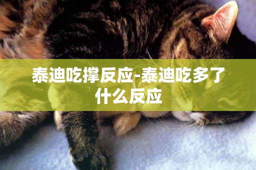 泰迪吃撐反應-泰迪吃多了什么反應