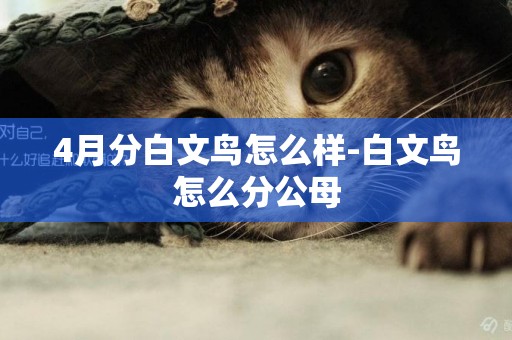 4月分白文鳥怎么樣-白文鳥怎么分公母