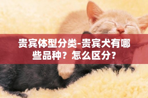 貴賓體型分類-貴賓犬有哪些品種？怎么區分？
