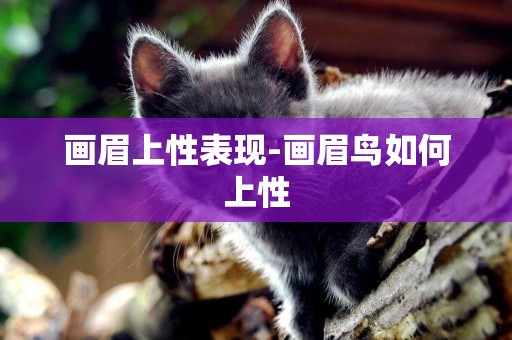 畫眉上性表現-畫眉鳥如何上性