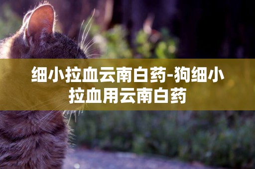 細小拉血云南白藥-狗細小拉血用云南白藥