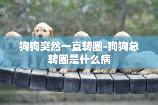 狗狗突然一直轉圈-狗狗總轉圈是什么病