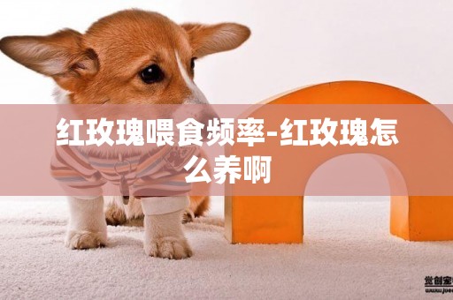 紅玫瑰喂食頻率-紅玫瑰怎么養啊