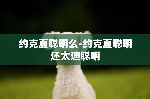 約克夏聰明么-約克夏聰明還太迪聰明