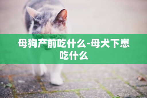 母狗產前吃什么-母犬下崽吃什么