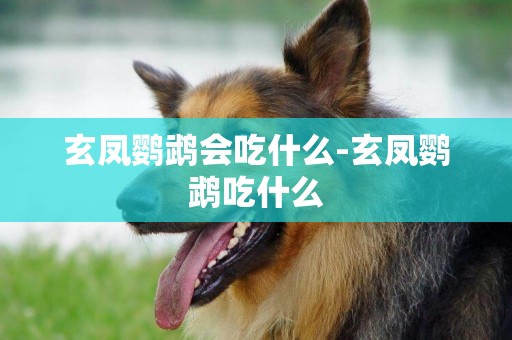 玄鳳鸚鵡會吃什么-玄鳳鸚鵡吃什么