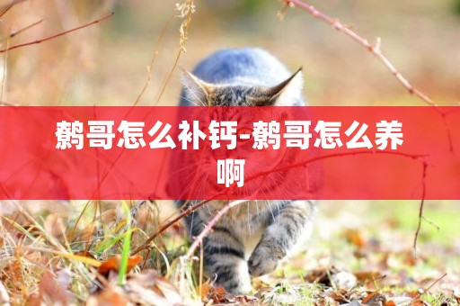 鷯哥怎么補鈣-鷯哥怎么養啊