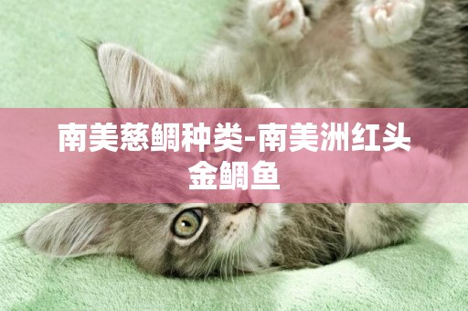 南美慈鯛種類-南美洲紅頭金鯛魚