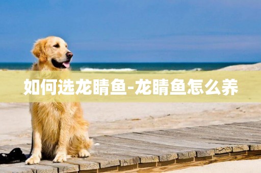 如何選龍睛魚-龍睛魚怎么養