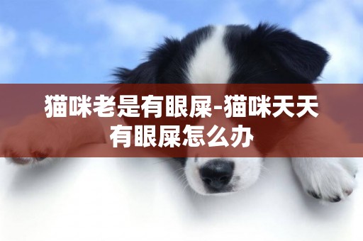 貓咪老是有眼屎-貓咪天天有眼屎怎么辦