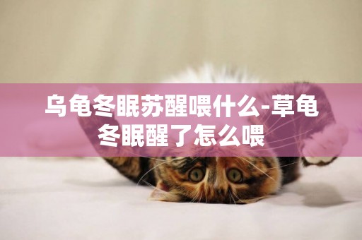 烏龜冬眠蘇醒喂什么-草龜冬眠醒了怎么喂