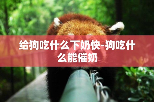 給狗吃什么下奶快-狗吃什么能催奶