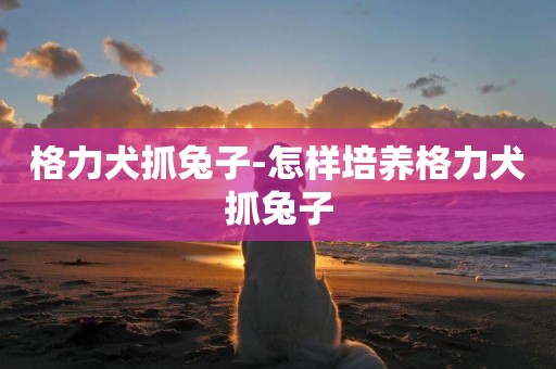 格力犬抓兔子-怎樣培養格力犬抓兔子