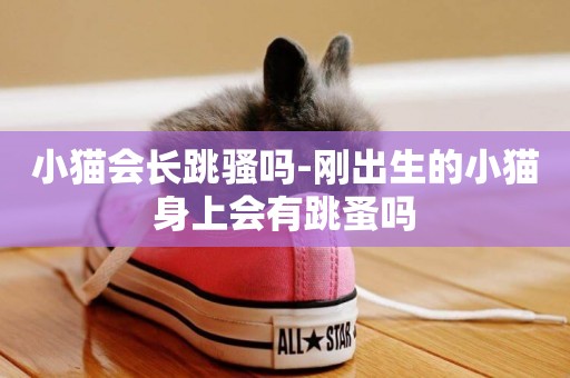 小貓會長跳騷嗎-剛出生的小貓身上會有跳蚤嗎