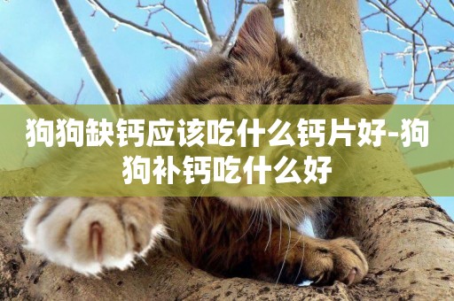 狗狗缺鈣應該吃什么鈣片好-狗狗補鈣吃什么好