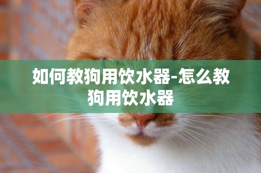 如何教狗用飲水器-怎么教狗用飲水器