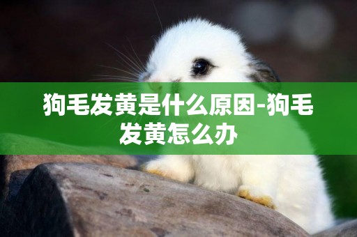狗毛發黃是什么原因-狗毛發黃怎么辦