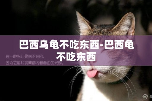 巴西烏龜不吃東西-巴西龜不吃東西