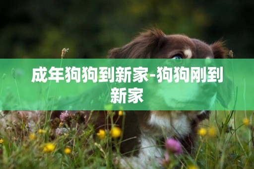 成年狗狗到新家-狗狗剛到新家