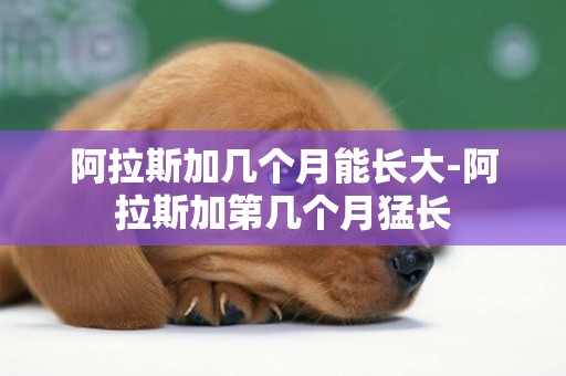 阿拉斯加幾個月能長大-阿拉斯加第幾個月猛長