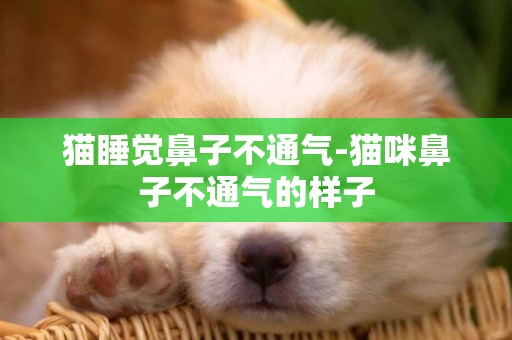 貓睡覺鼻子不通氣-貓咪鼻子不通氣的樣子