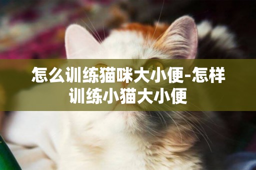 怎么訓練貓咪大小便-怎樣訓練小貓大小便