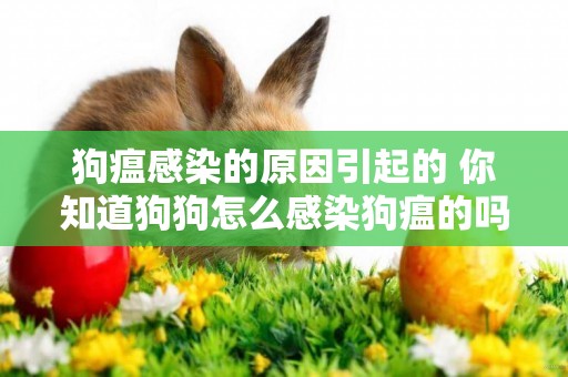 狗瘟感染的原因引起的 你知道狗狗怎么感染狗瘟的嗎？