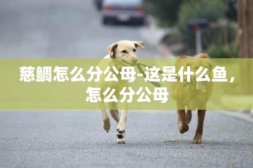 慈鯛怎么分公母-這是什么魚，怎么分公母
