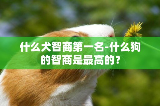 什么犬智商第一名-什么狗的智商是最高的？