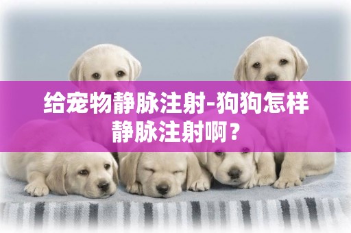 給寵物靜脈注射-狗狗怎樣靜脈注射啊？