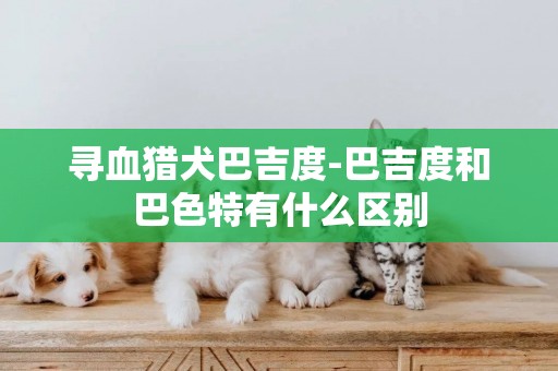 尋血獵犬巴吉度-巴吉度和巴色特有什么區別