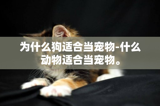 為什么狗適合當寵物-什么動物適合當寵物。