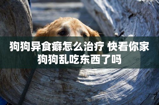 狗狗異食癖怎么治療 快看你家狗狗亂吃東西了嗎