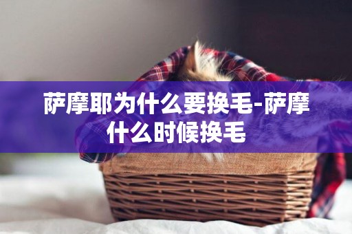 薩摩耶為什么要換毛-薩摩什么時候換毛