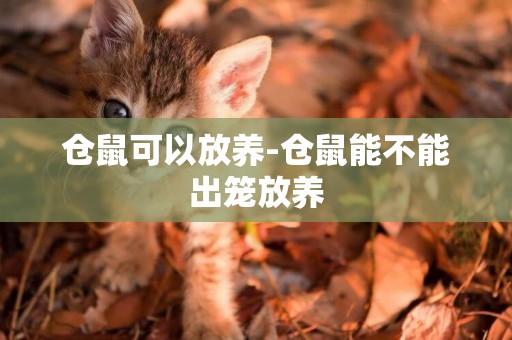 倉鼠可以放養-倉鼠能不能出籠放養