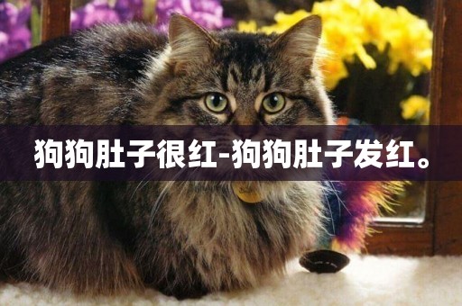 狗狗肚子很紅-狗狗肚子發紅。