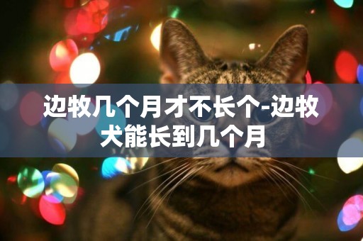 邊牧幾個月才不長個-邊牧犬能長到幾個月