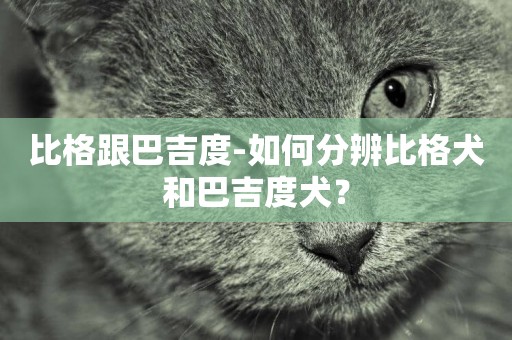 比格跟巴吉度-如何分辨比格犬和巴吉度犬？