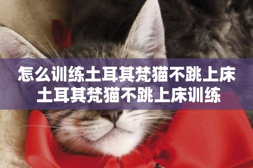 怎么訓練土耳其梵貓不跳上床 土耳其梵貓不跳上床訓練