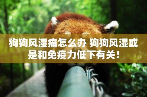 狗狗風濕痛怎么辦 狗狗風濕或是和免疫力低下有關！