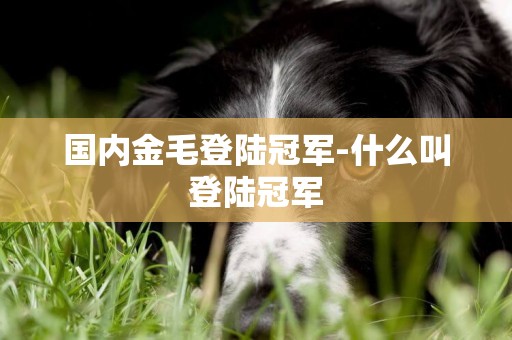 國內金毛登陸冠軍-什么叫登陸冠軍