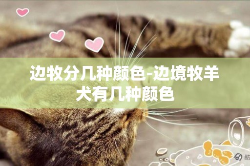 邊牧分幾種顏色-邊境牧羊犬有幾種顏色