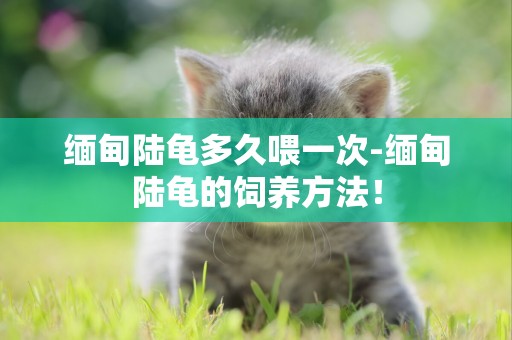 緬甸陸龜多久喂一次-緬甸陸龜的飼養方法！