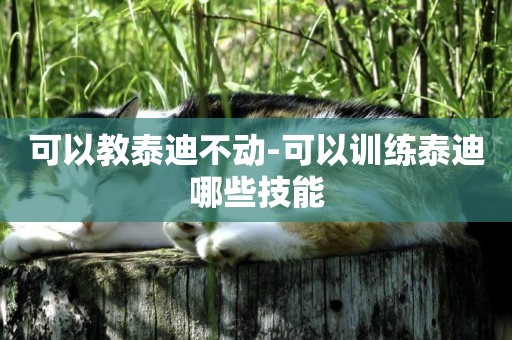 可以教泰迪不動-可以訓練泰迪哪些技能