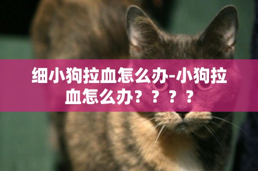 細小狗拉血怎么辦-小狗拉血怎么辦？？？？